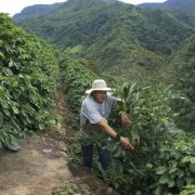 危地馬拉咖啡細緻柔和的波旁風味 危地馬拉咖啡聖伊西德羅莊園