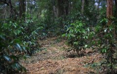 西達摩咖啡風味特點 西達摩古吉產區夏奇索微產區信息介紹