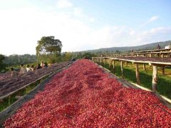 危地馬拉有什麼歷史悠久的咖啡莊園 卡佩提洛莊園咖啡風味介紹