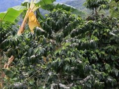 危地馬拉安提瓜咖啡品牌安提瓜火山 花之峯/胡娜樸 水洗SHB介紹