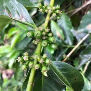 雲南咖啡的喜憂思 中國雲南咖啡缺乏咖啡種植加工規範