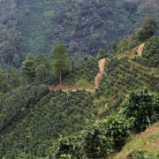 危地馬拉薇薇特南果天意莊園 Finca La Providencia 衝煮建議