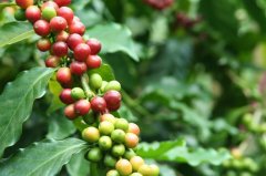 標準咖啡杯測-通過聞香察色去感受咖啡的魅力、喝咖啡的禮儀
