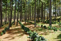 埃塞俄比亞咖啡古吉產區夏奇索小鎮凱勇山咖啡豆風味特點