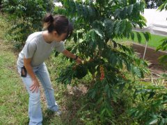 夏威夷Kona咖啡知多少-UCC咖啡農場實錄 夏威夷科納咖啡產地資訊