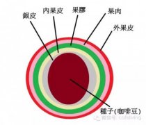 咖啡豆有哪些處理方法 5大最常見的咖啡生豆處理方式