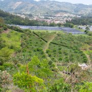 羅布斯塔咖啡粉怎麼喝？羅布斯塔產地對咖啡口感風味的影響