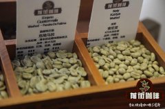 Arabica vs Robusta 阿拉比卡咖啡豆與羅巴斯塔咖啡豆的差別