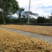 巴拿馬聖塔克拉拉咖啡產區Finca Santa Teresa聖特蕾莎莊園信息故