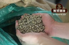 盧旺達咖啡豆特點風味“青草香氣” 你不知道的盧旺達咖啡產區故