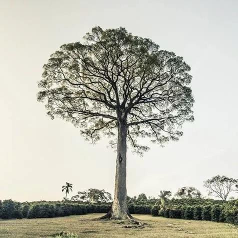 巴西神木莊園 | 皇后莊園姐妹莊園，巴西COE獲獎批次日曬黃波旁