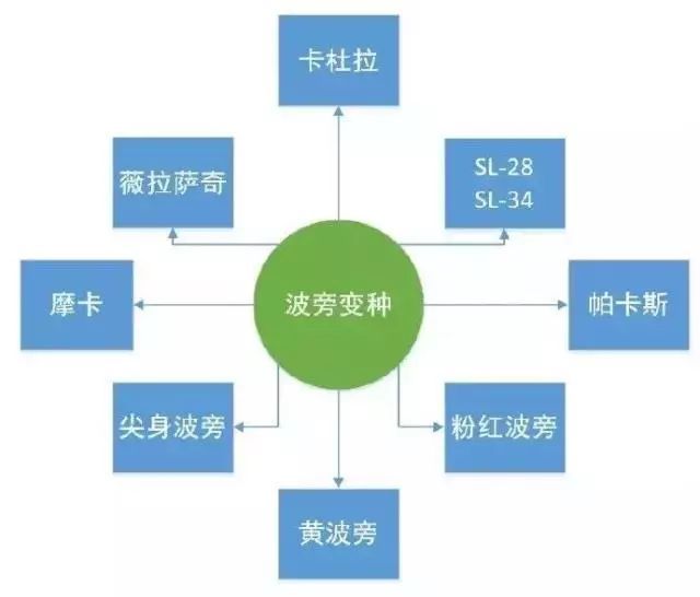 波旁變種 | 帕卡瑪拉、卡杜拉、卡杜艾及薩奇莫的風味介紹