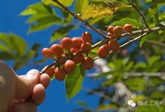 薩爾瓦多咖啡|喜馬拉雅莊園|半日曬紅波旁