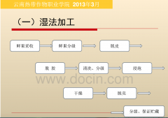 雲南小粒咖啡標準化生產技術，鮮果採摘與初加工水洗處理步驟