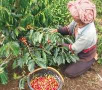 中美洲咖啡產區危地馬拉小藍莓莊園地址 小藍莓莊園咖啡拔罐筆記