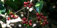 拉丁美洲咖啡產國哥斯達黎加種植故事 哥斯達黎加咖啡農場區介紹