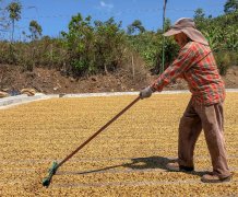 盧旺達咖啡產區 Migongo洗衣站波本水洗咖啡豆加工過程口感描述