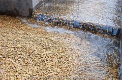 前街烏拉嘎Guji產區原生種咖啡誰更好喝 Guji耶加雪菲原生種咖啡