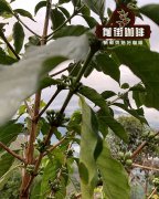 羅布斯塔咖啡豆與阿拉比卡咖啡豆的咖啡因哪個多 咖啡品種介紹